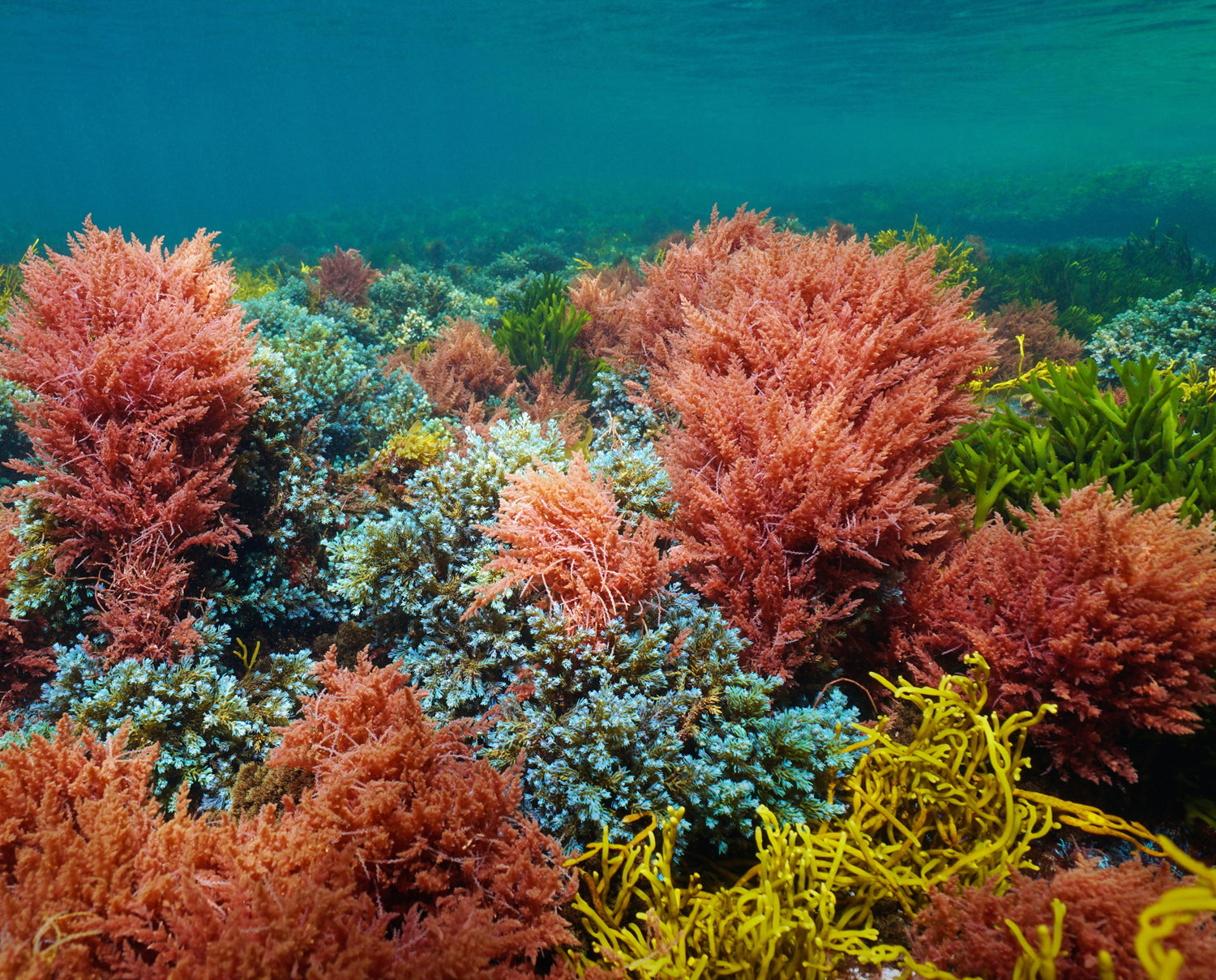Why We’re Adding Seaweed to Our Skincare